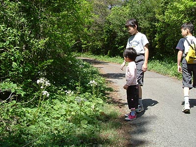 asahiga10.jpg