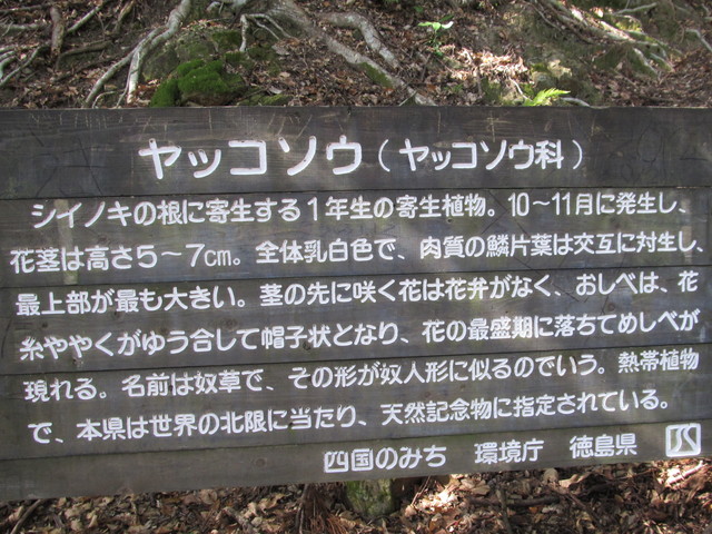 suzu53.jpg