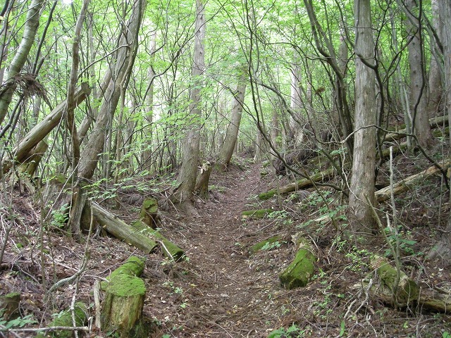 ebosi008.jpg