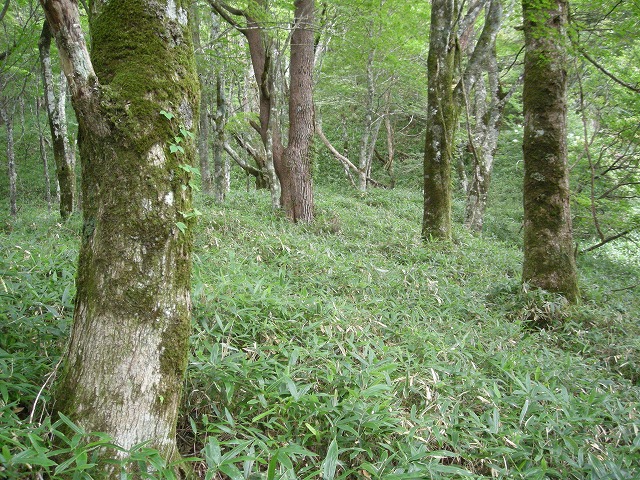 ebosi015.jpg