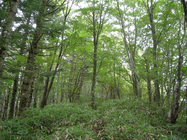 ebosi020.jpg