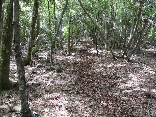 nakatu015.jpg