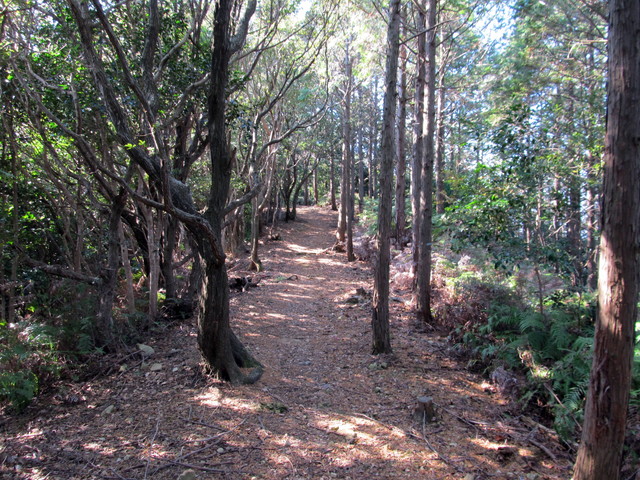 t20_135.jpg
